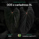 Anthurium 005 x carladress RLself