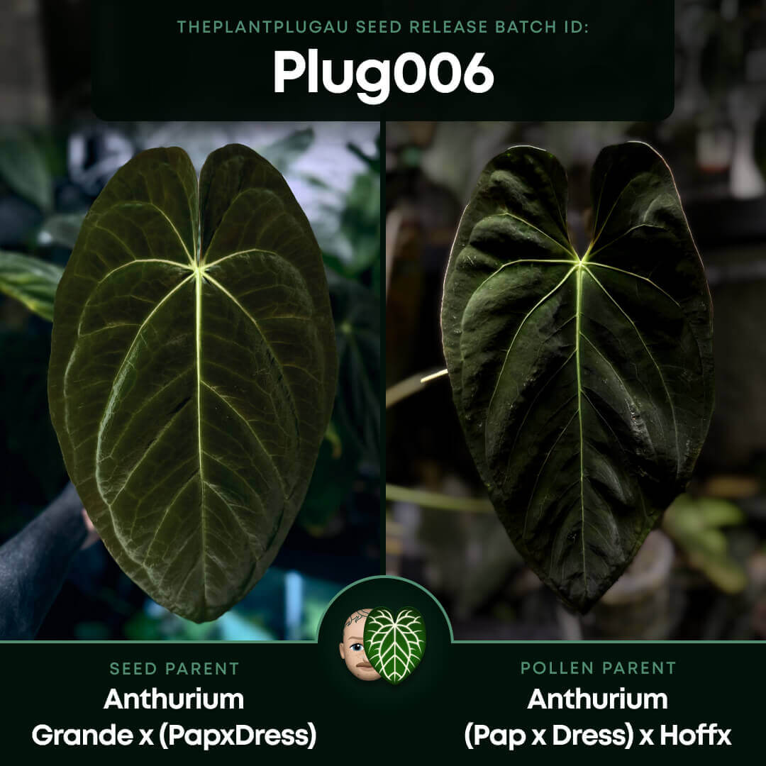 Anthurium #PLUG006