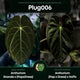 Anthurium #PLUG006