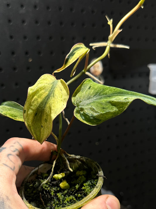Philodendron micans • mint variegated