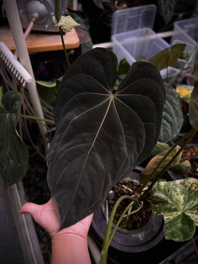 Anthurium dresscarla x eastern dress • germinated seeds
