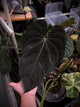 Anthurium dresscarla x eastern dress • germinated seeds