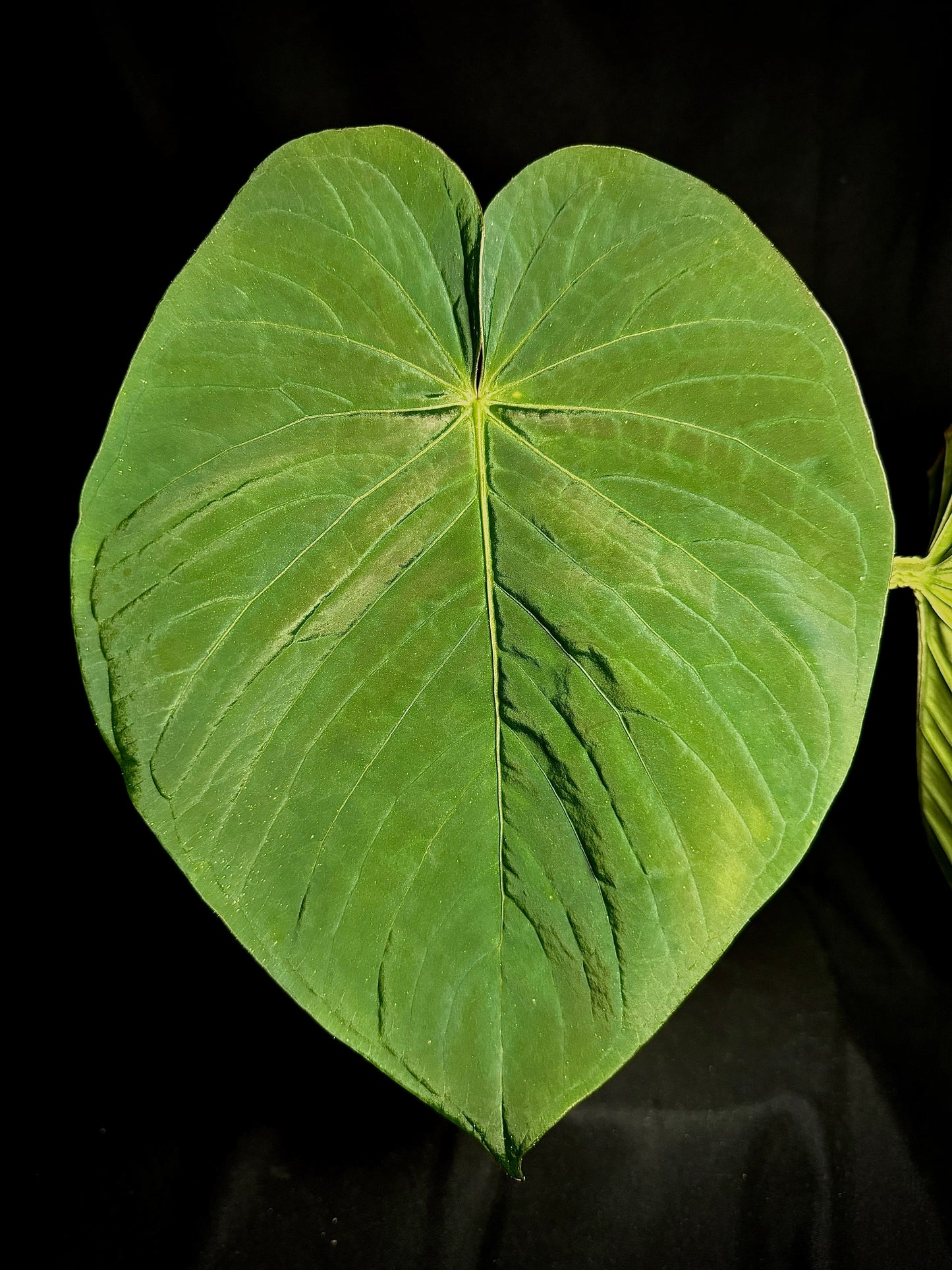 Anthurium 'magenta' x kunayalanse RA7 #MK5