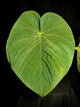 Anthurium 'magenta' x kunayalanse RA7 #MK5