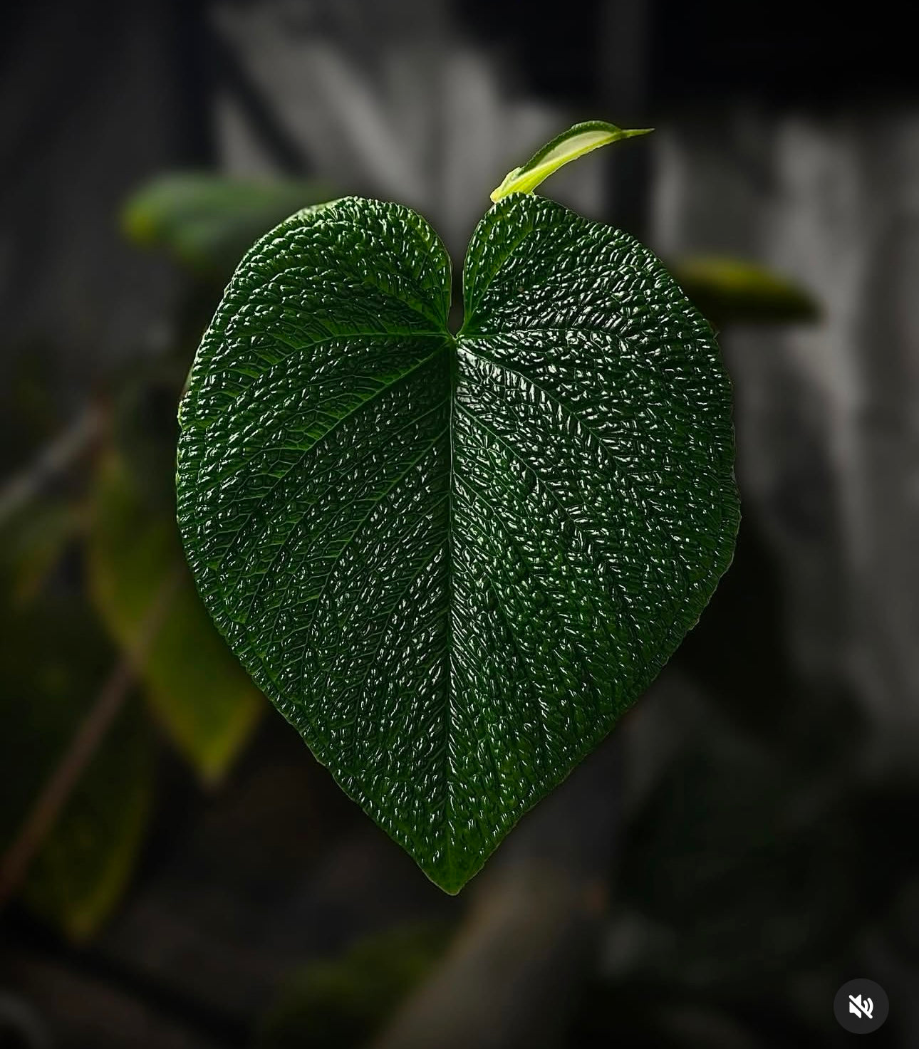 Anthurium #plug014 seeds