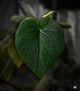 Anthurium #plug014 seeds