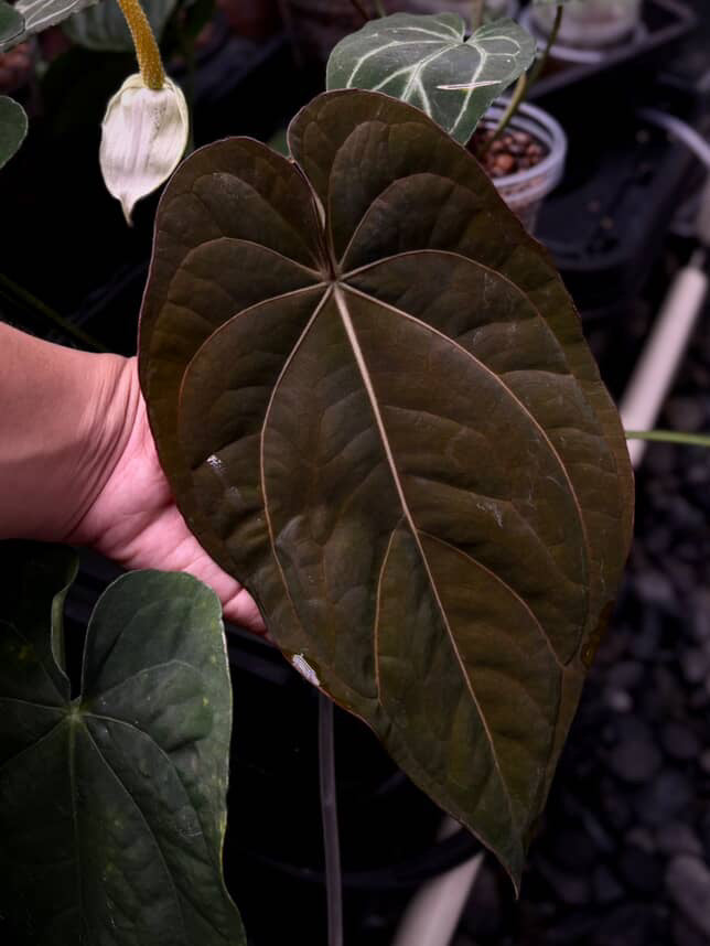 Anthurium dresscarla x eastern dress • germinated seeds