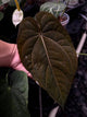 Anthurium dresscarla x eastern dress • germinated seeds