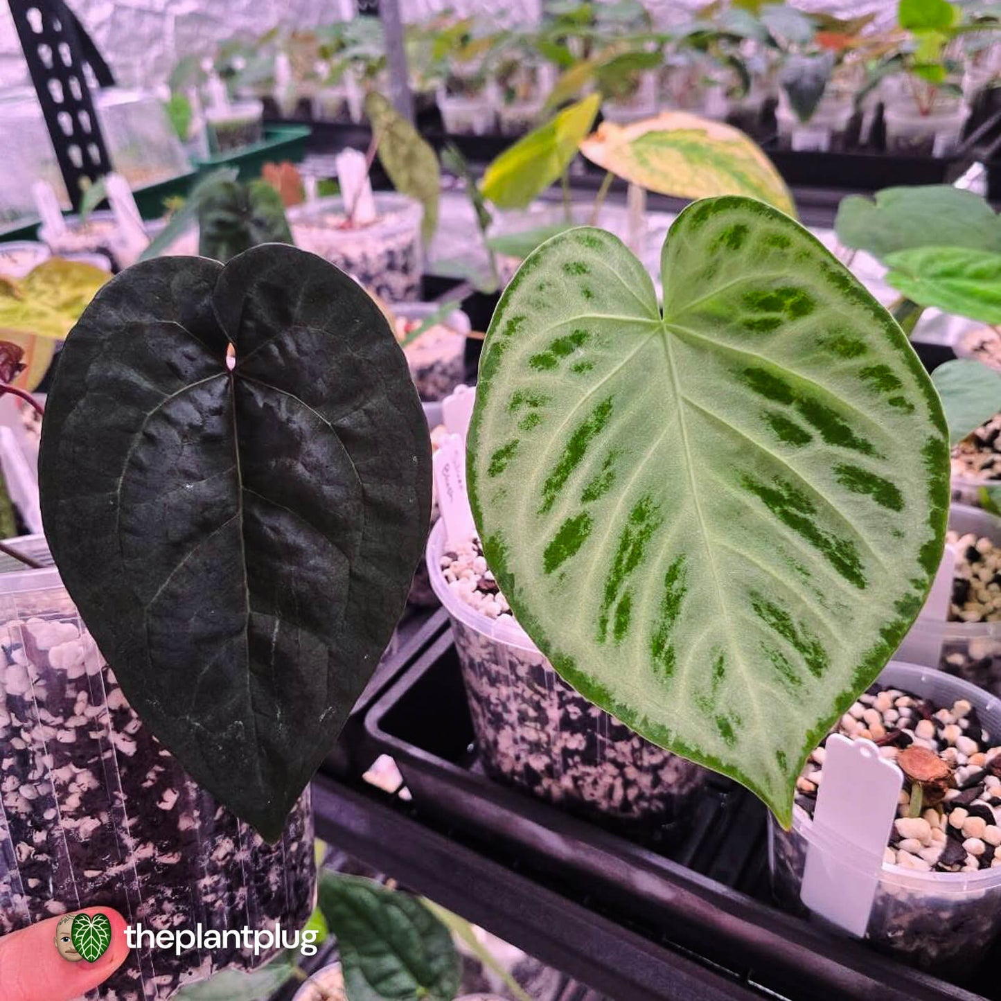 Anthurium 'Ace of Spades' f2 • select clone