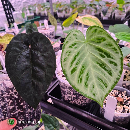 Anthurium 'Ace of Spades' f2 • select clone