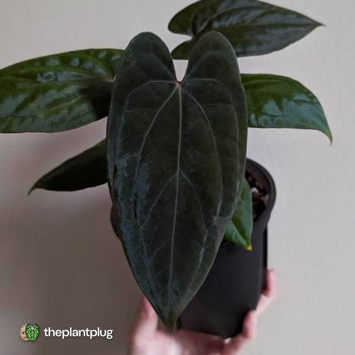 Anthurium 'Midnight Velvet' x 'RVDP' • select clone