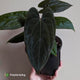 Anthurium 'Midnight Velvet' x 'RVDP' • select clone