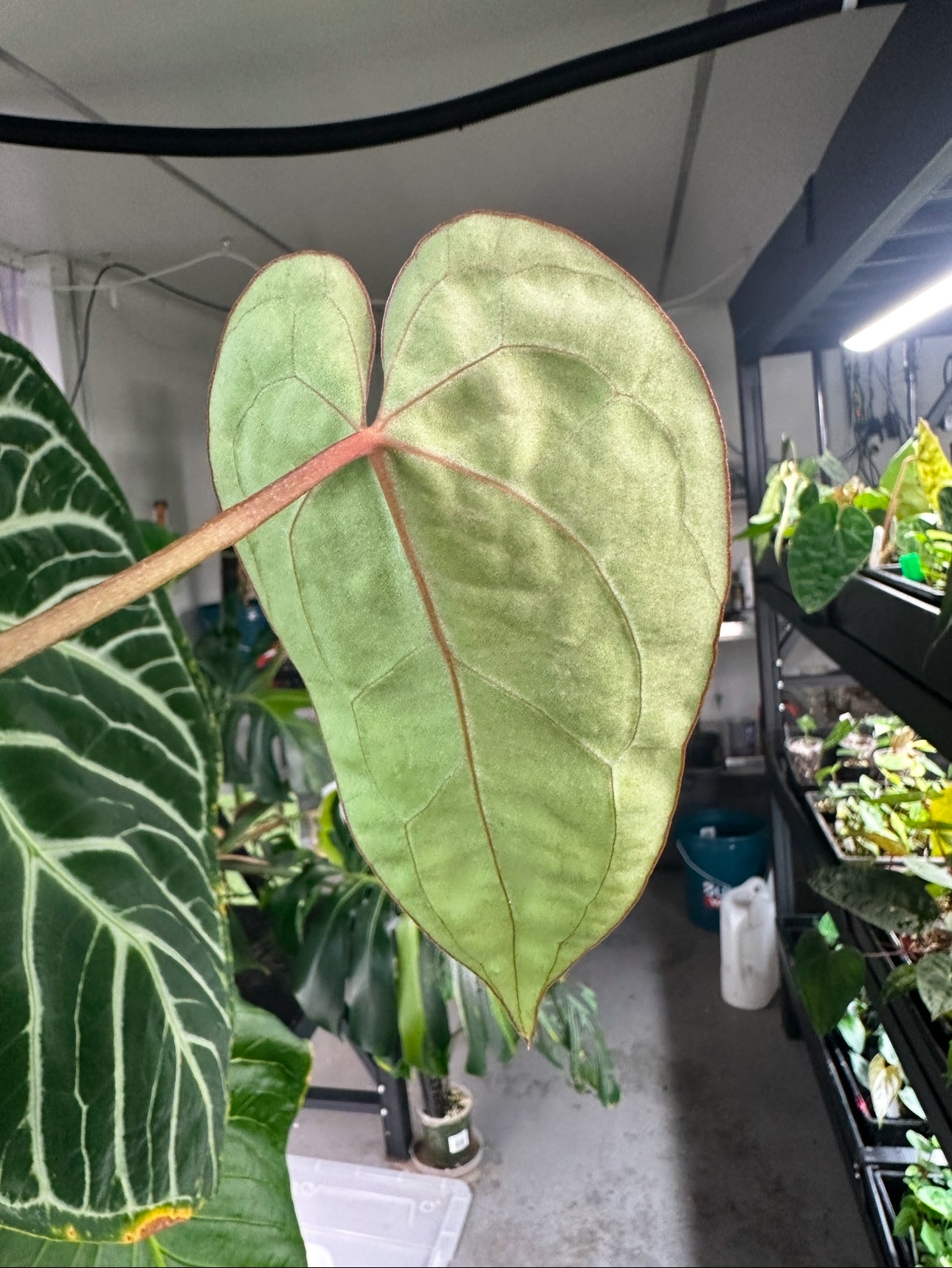 anthurium besseae chois Anthurium besseae aff 'red' x heinz – The Plant Plug