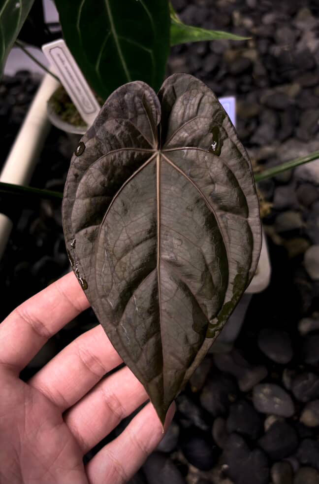 Anthurium dresscarla x eastern dress • germinated seeds