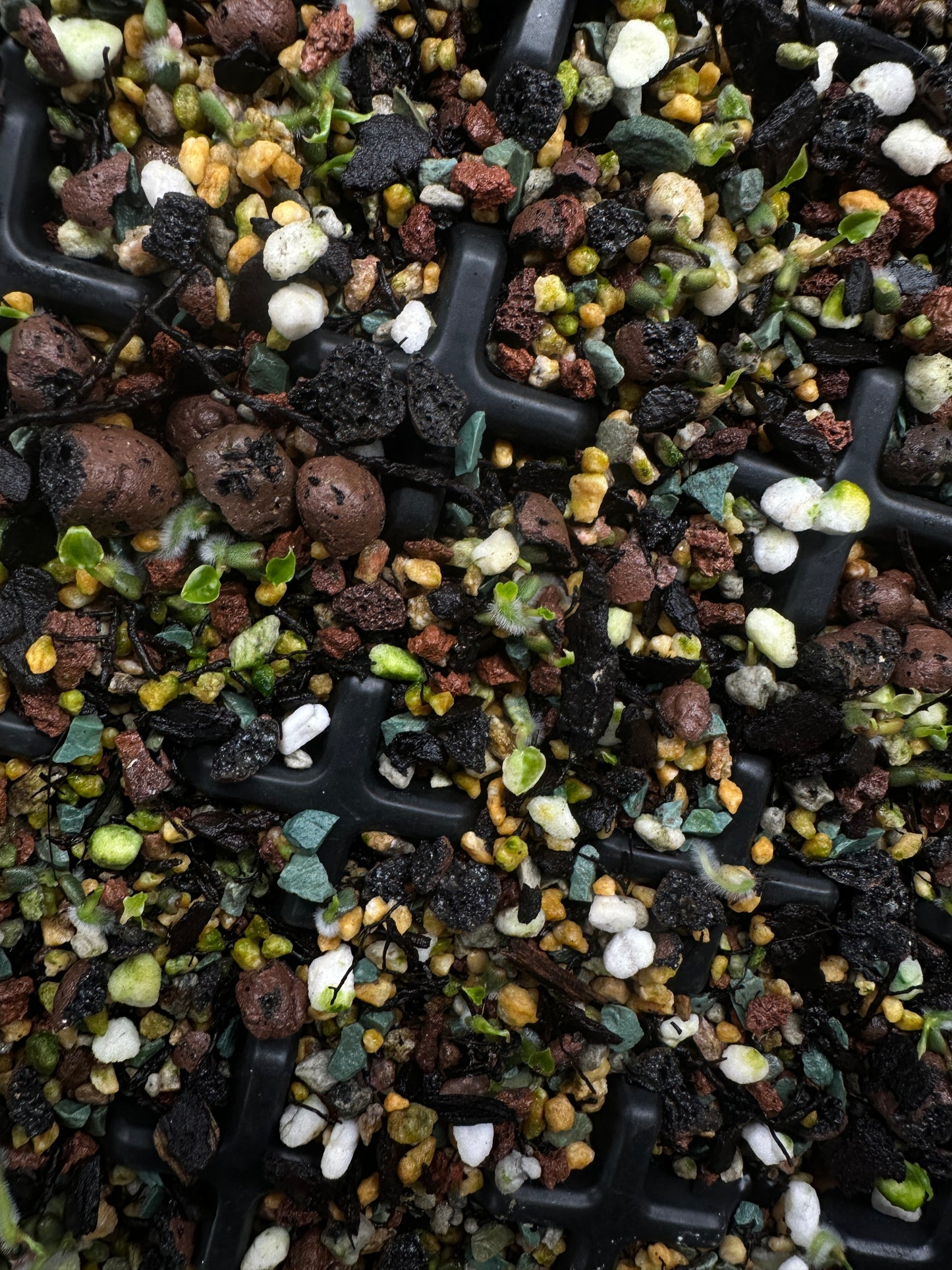 Anthurium ('Blackx' x 'Hoffx') x ('Black' x) • variegated seeds