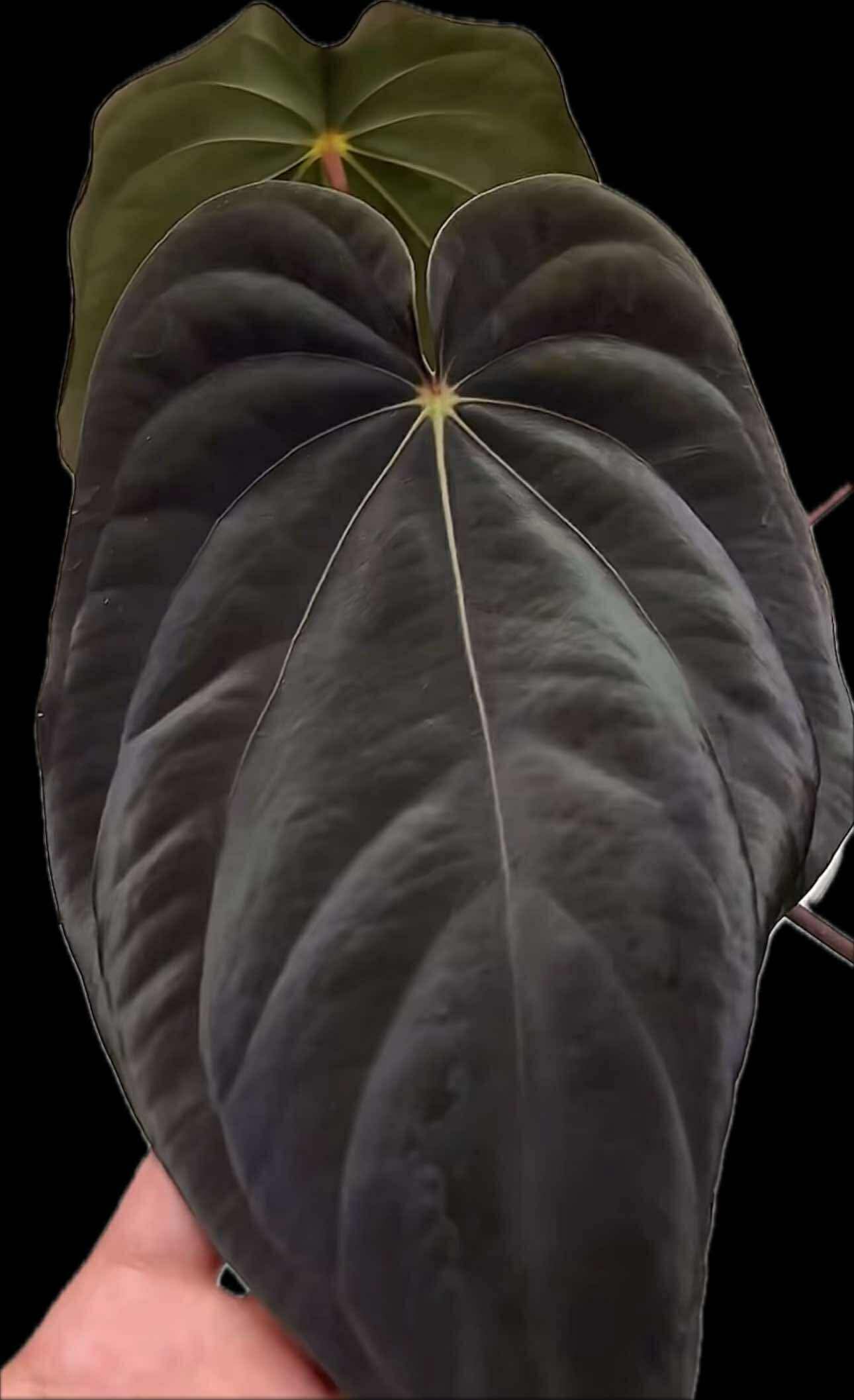 Anthurium antolakii / 'BVEP' f2 (RA lineage)