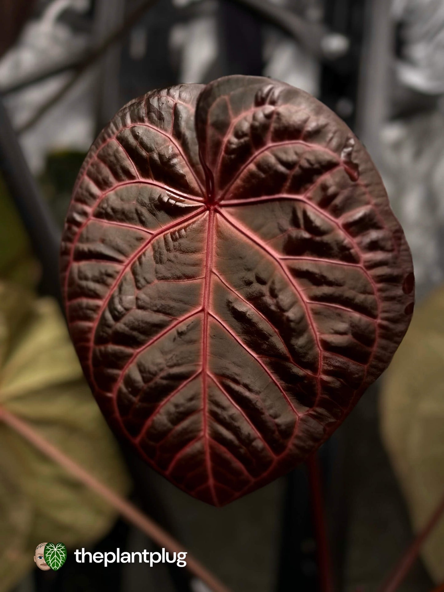 Anthurium SKG Silver RC x Michelle • germinated seeds