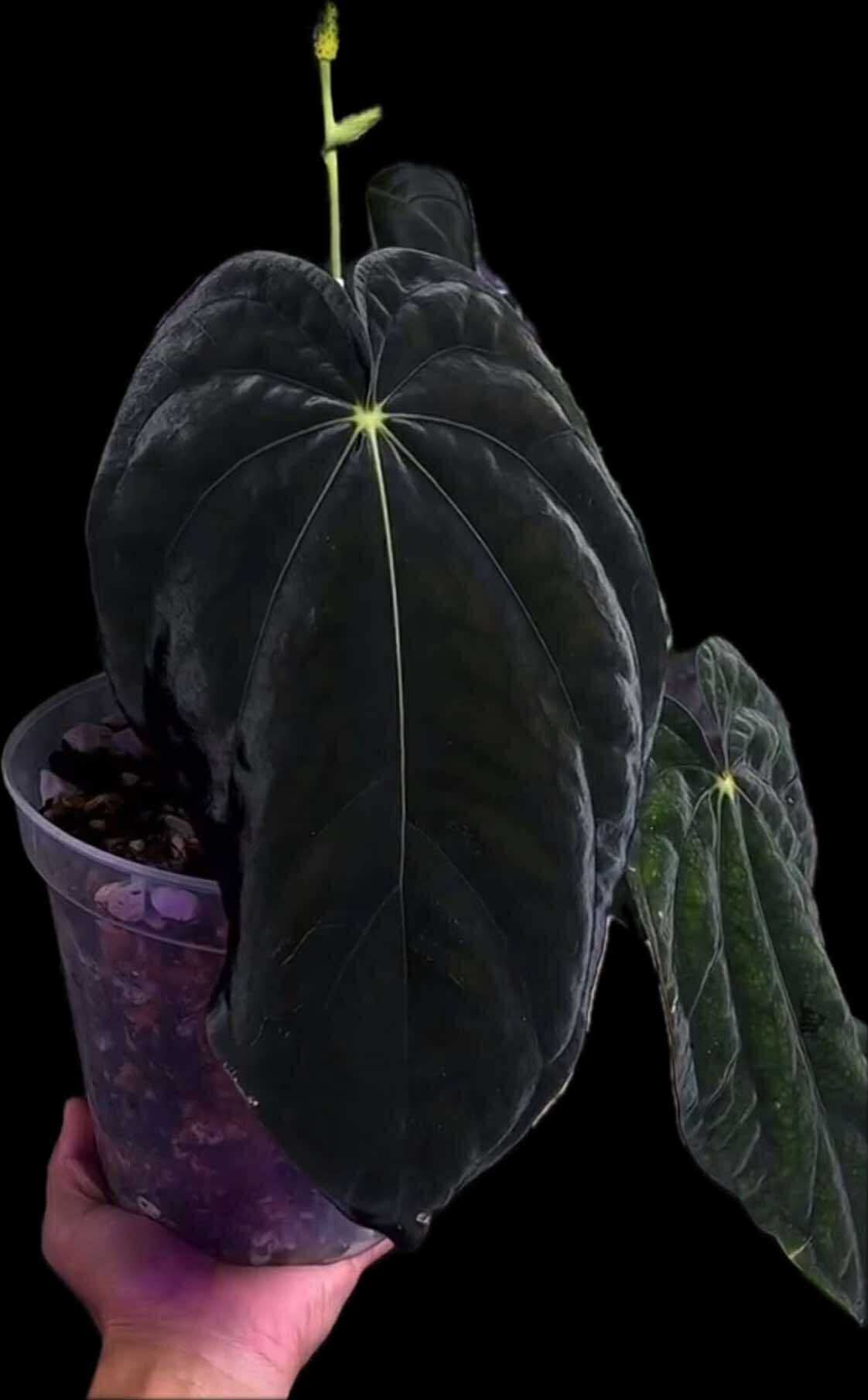 Anthurium antolakii / 'BVEP' f2 (RA lineage)