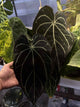 Anthurium ZaraMichelle carla x Black Widow • germinated seeds