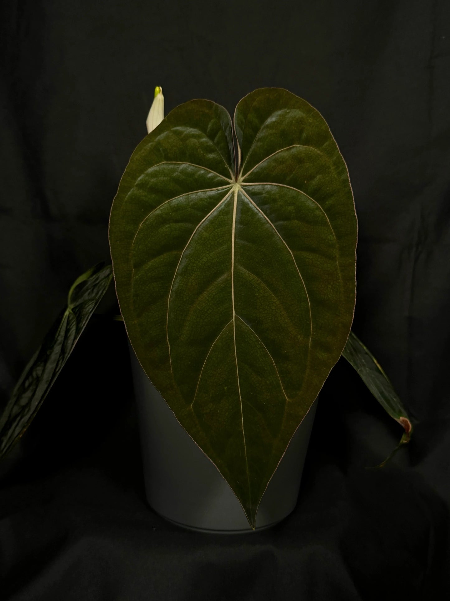 Anthurium (antolakii x 'dark phoenix') x (dressleri x carlablackiae)