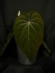 Anthurium (antolakii x 'dark phoenix') x (dressleri x carlablackiae)