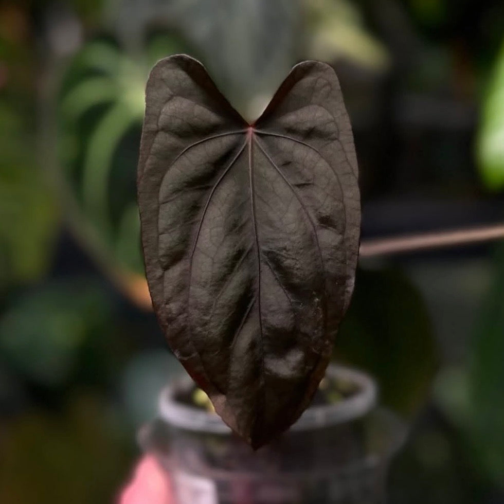 Anthurium Midnight Velvet • purple emergent 💜