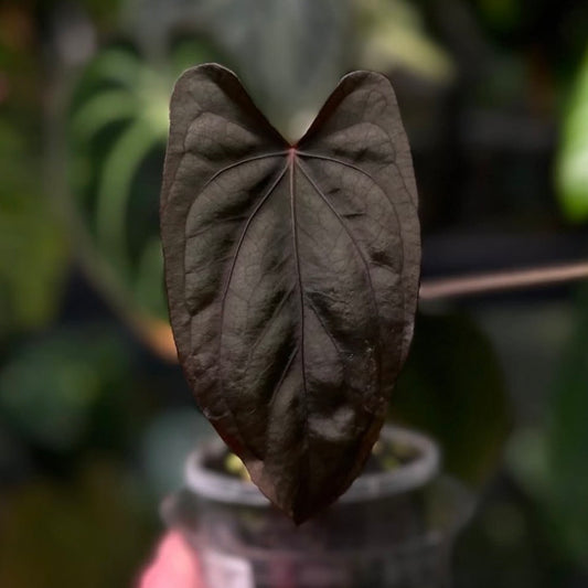 Anthurium Midnight Velvet • purple emergent 💜