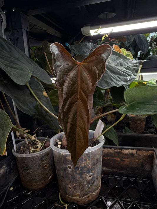 Anthurium #KissinCousins
