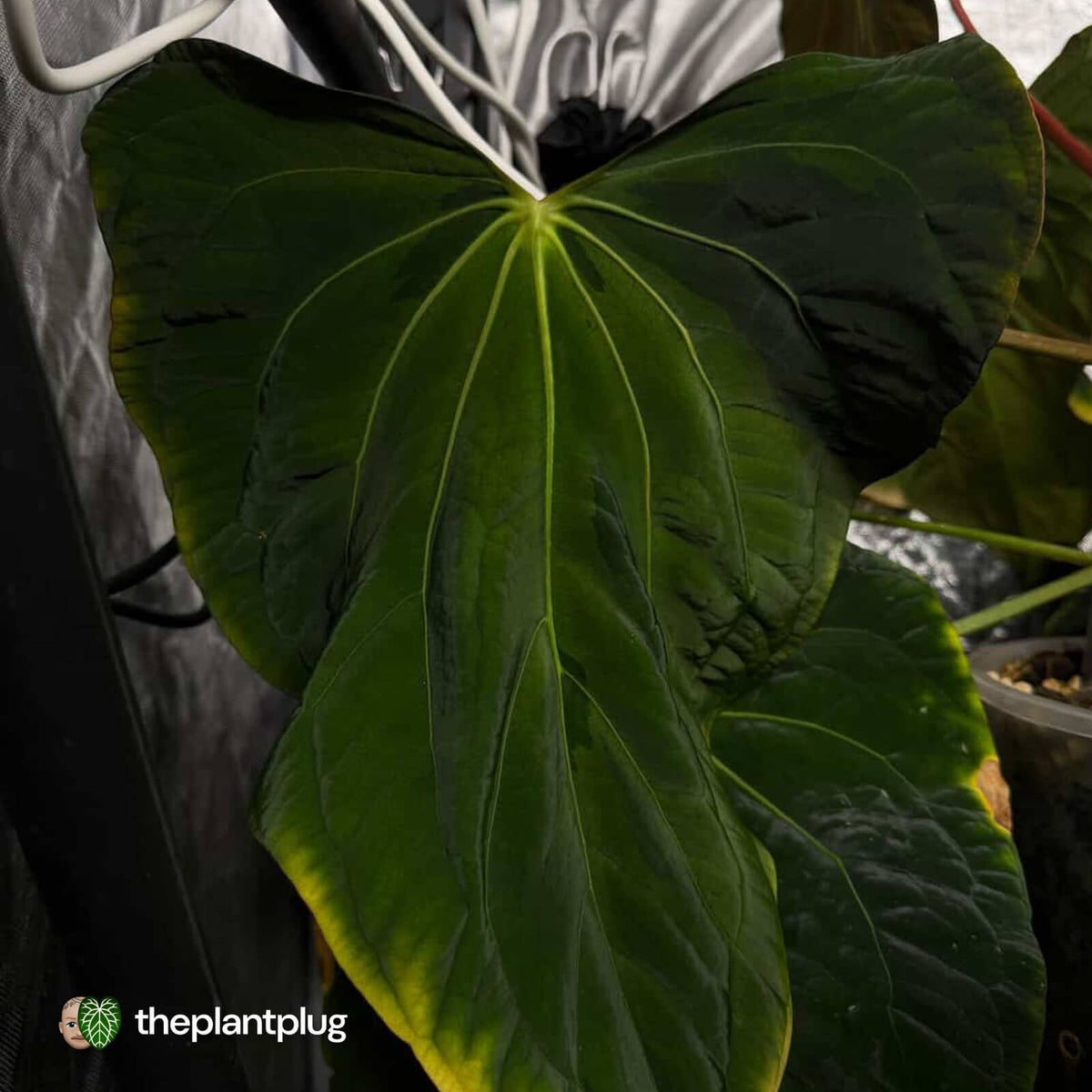 Anthurium 'Hemera' • variegated 🦄