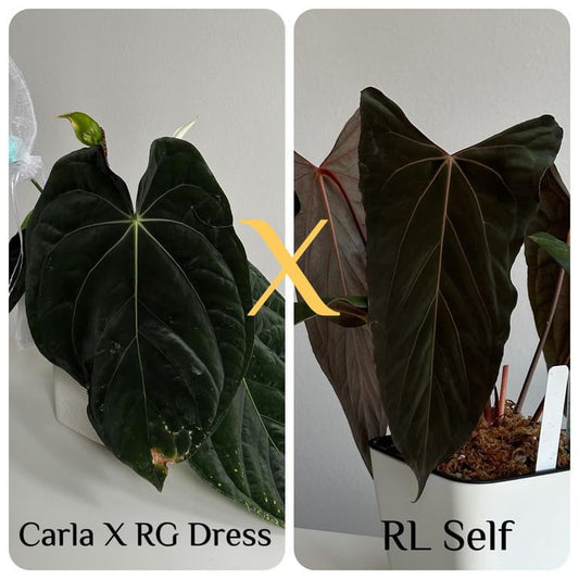 Anthurium (carlablackiae x dressleri) x (papillilaminum RLself)