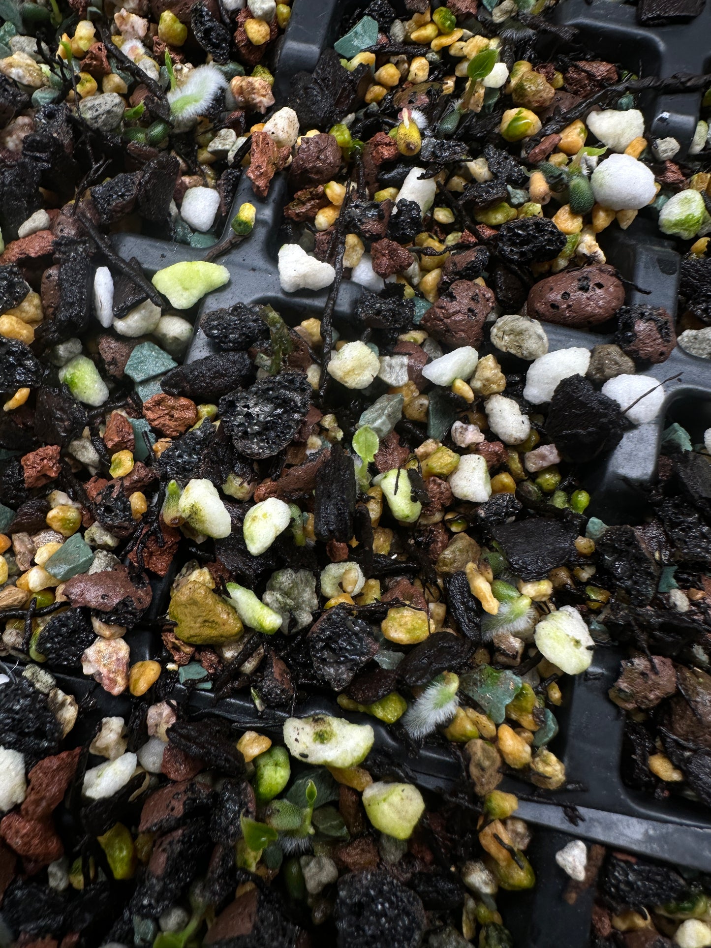 Anthurium ('Blackx' x 'Hoffx') x ('Black' x) • variegated seeds