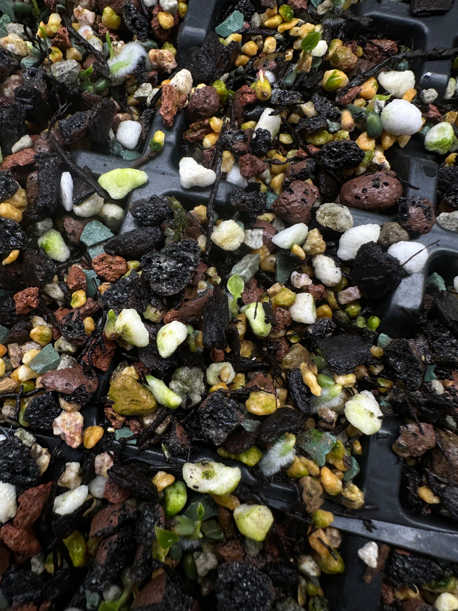 Anthurium ('Blackx' x 'Hoffx') x ('Black' x) • variegated seeds