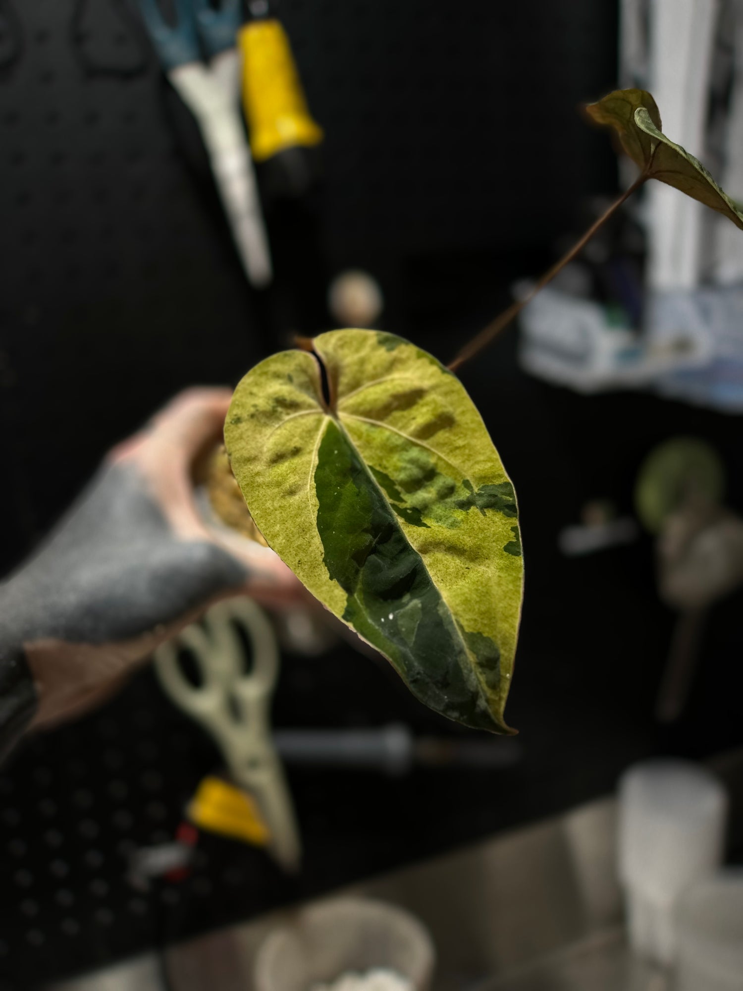 Anthurium 'Dark Complex' x (papillilaminum x dressleri) • variegated neotenous mutation 🦄