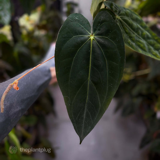 Anthurium ('AOS' x antolakii) x (carla x antolakii) • select holdback