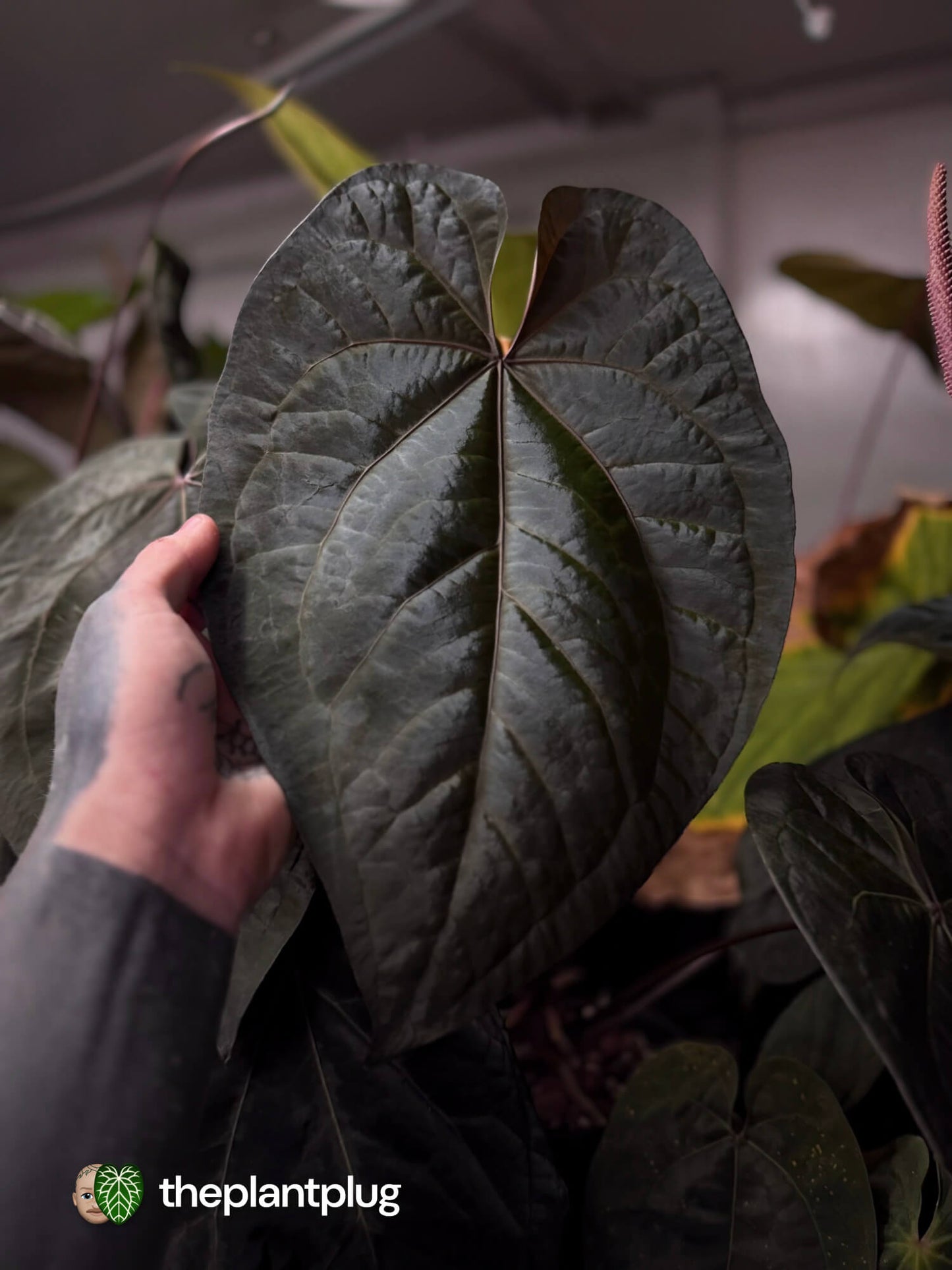 Anthurium 'Ace of Spades Dark Form' (ex. Tezula)