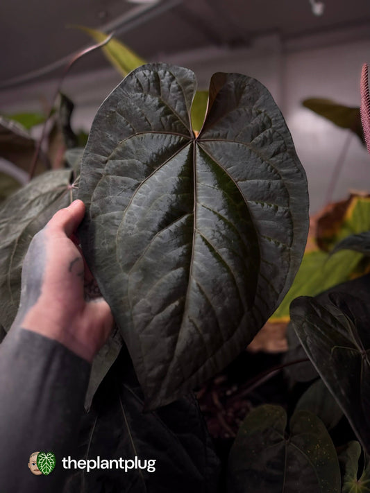 Anthurium 'Ace of Spades Dark Form' (ex. Tezula)