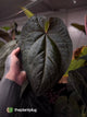 Anthurium 'Ace of Spades Dark Form' (ex. Tezula)