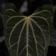 Anthurium_Black_hybrid-image-14f24bc861502f7825031a2bbae7253cf447bab9-1200x1200-jpg.jpg