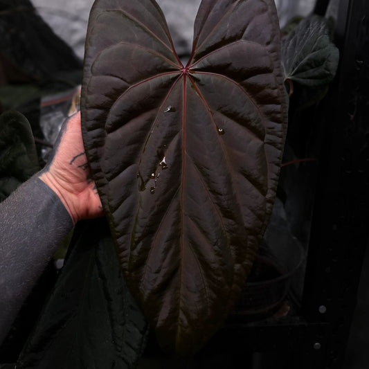 Anthurium_Deadpool_x_Twin_Phoenix-image-248466b7b3bb58ee729a521847cf08efc7b59b92-1485x2000-jpg.jpg