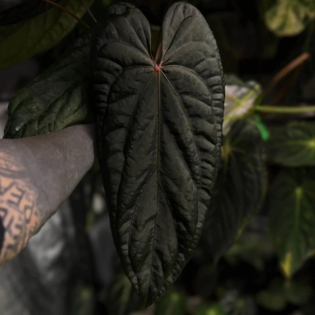 Anthurium_Deadpool_x_Twin_Phoenix-image-f68a45b59cfb92f5e49ac91e519b4ef6b5fb9f1a-1080x1080-webp.webp