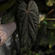 Anthurium_Deadpool_x_Twin_Phoenix-image-f68a45b59cfb92f5e49ac91e519b4ef6b5fb9f1a-1080x1080-webp.webp
