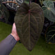 Anthurium_Jayda_x_SKG_Silver_x_Red_Crystal_-image-413a229e2b8fa4d72d28f9f61ce4951cf544ad4a-1200x1600-jpg.jpg