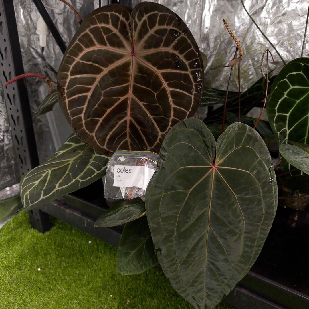 Anthurium_Jayda_x_SKG_Silver_x_Red_Crystal_-image-93d6ea6b7227eef9d39314be72aa5c4b0ab37a90-1200x1600-jpg.jpg