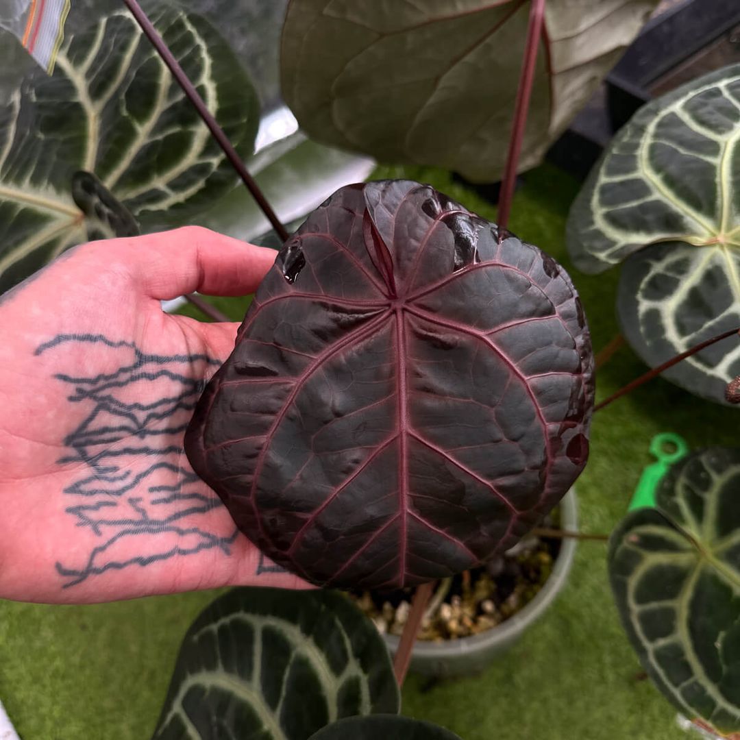 anthurium in randalls Anthurium Red Crystal x dress RBC • germinated seeds – The Plant Plug