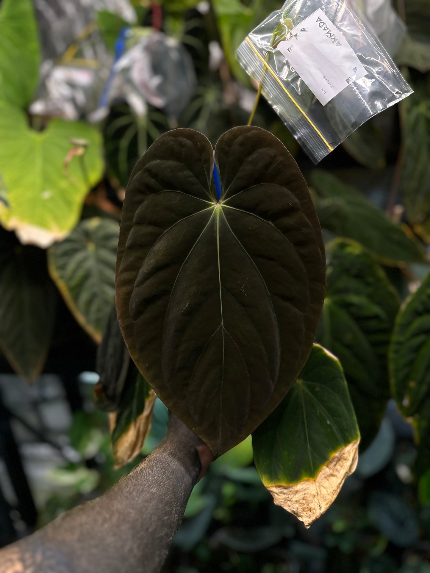 Anthurium #plug013 seeds