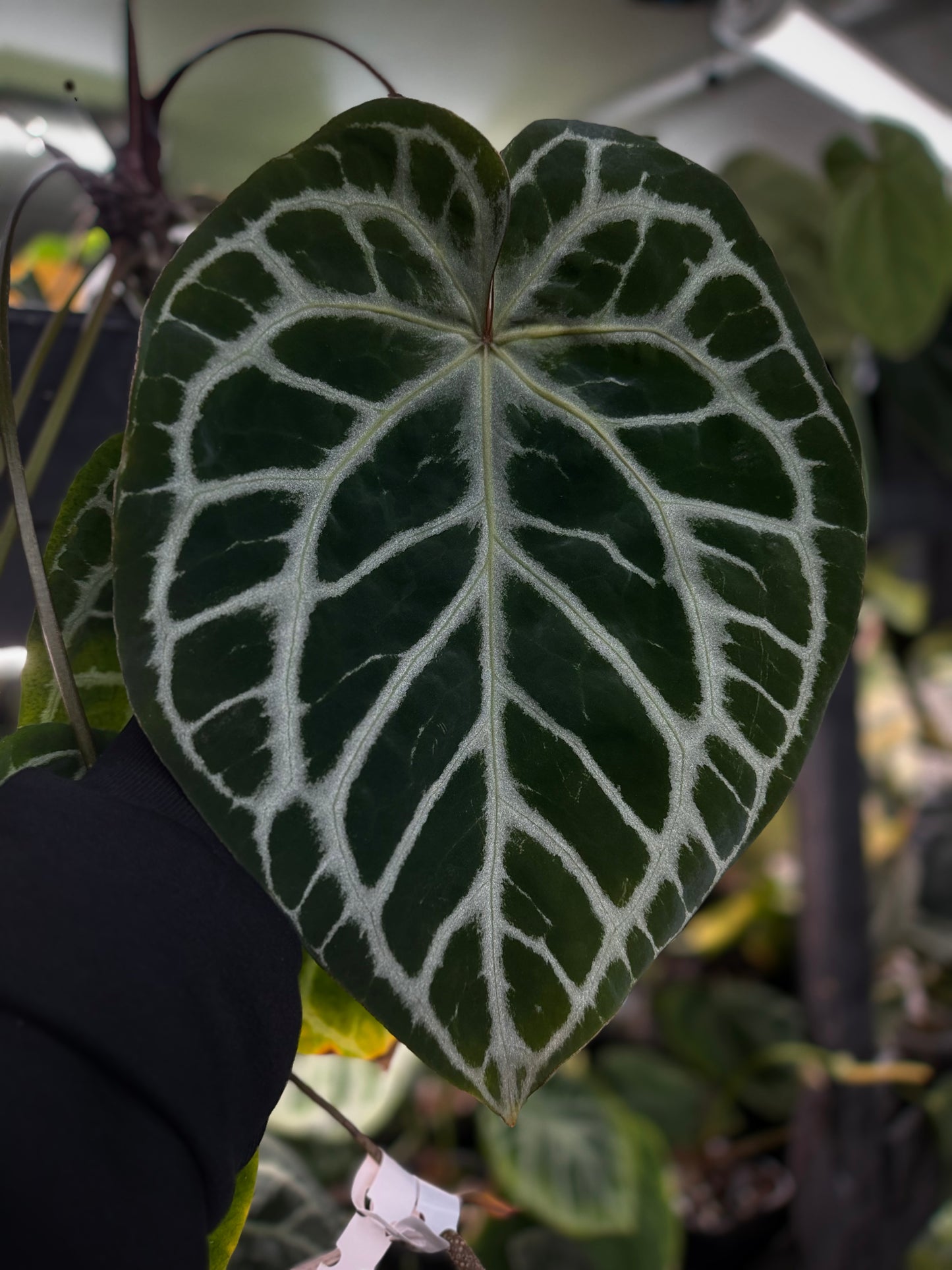 Anthurium ('SKG Silver' x 'Red Crystal') x unknown • germinated seeds