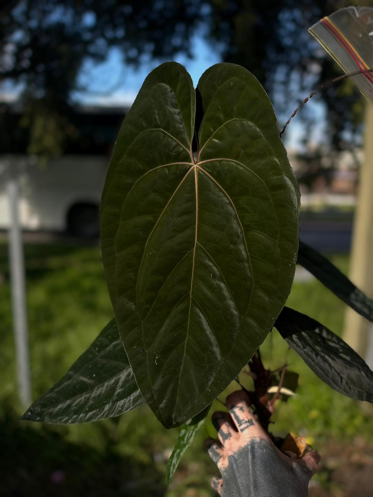 Anthurium papillilaminum x 'RVDP' • select