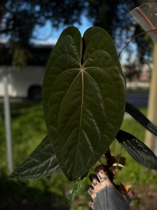 Anthurium papillilaminum x 'RVDP' • select