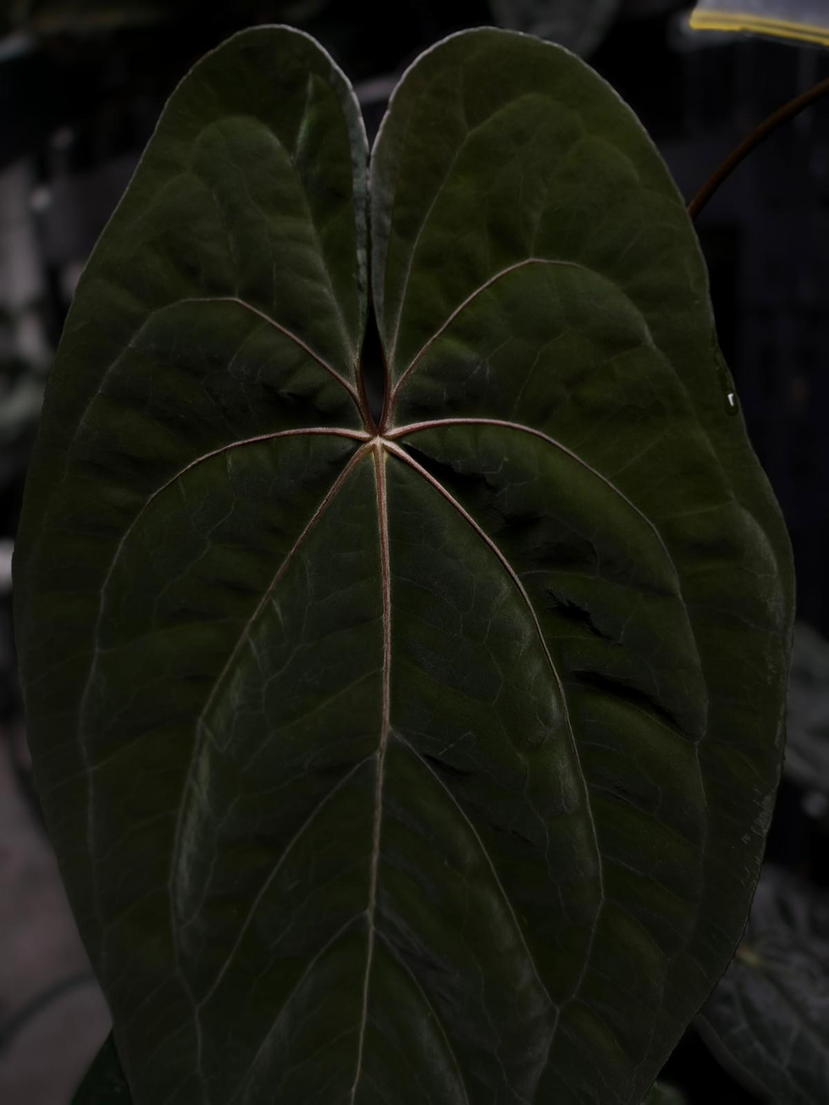 Anthurium papillilaminum x 'RVDP' • select