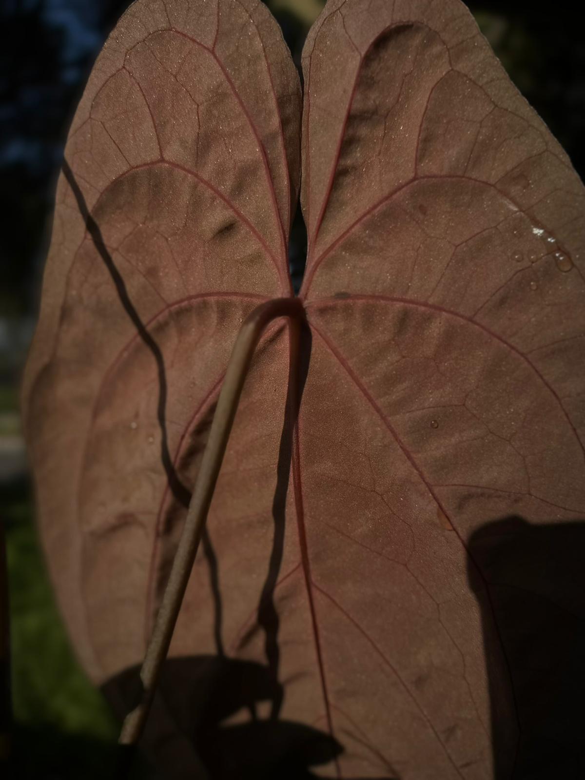 Anthurium papillilaminum x 'RVDP' • select